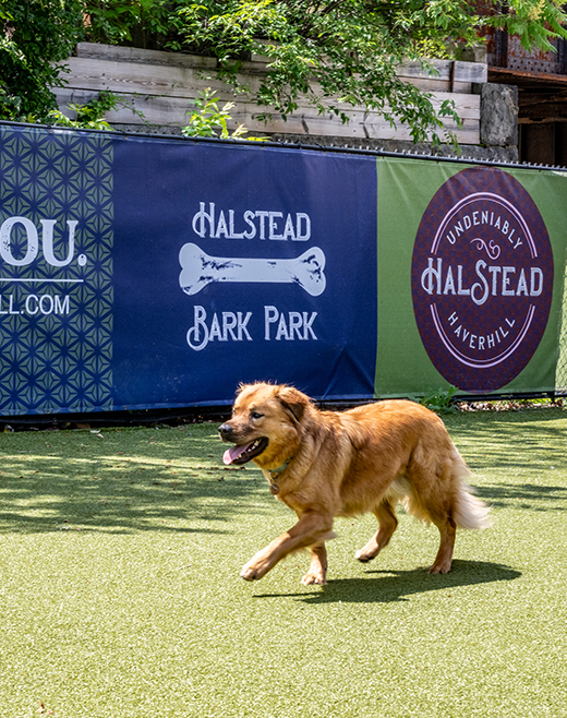 A golden retriever plays in an enclosed dog park.