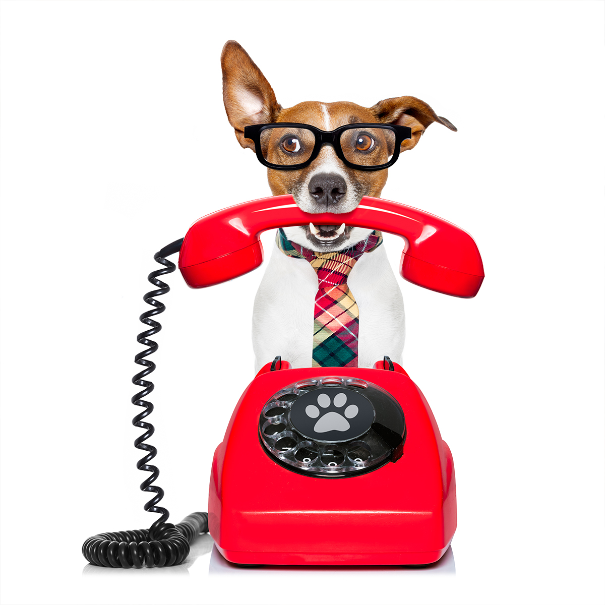 A dog in glasses holds a red rotary phone receiver in its mouth